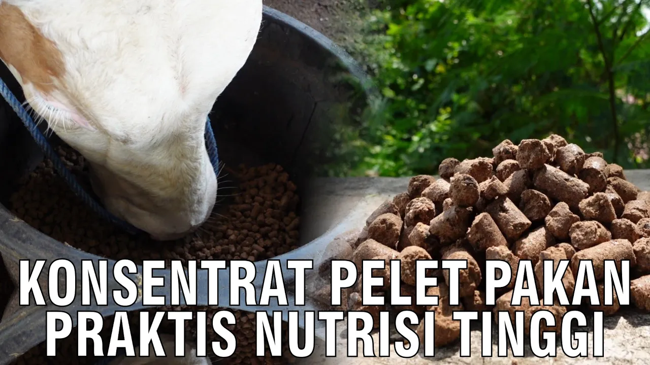 
                                 Konsentrat-Pelet-Pakan-Praktis-Nutrisi-Tinggi